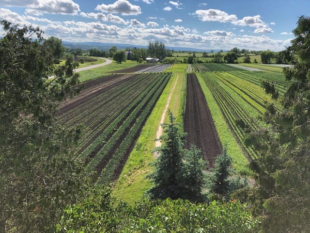 lush farm with blue skies
