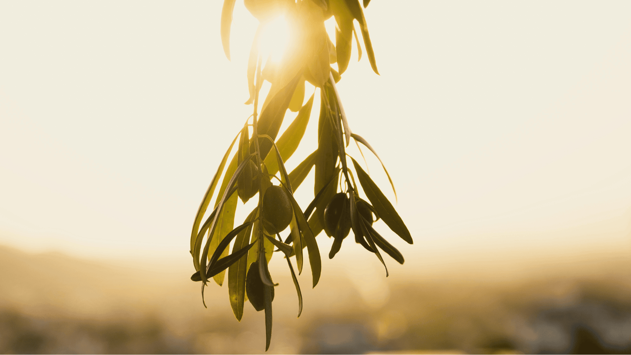 an olive branch hangs down with the sun shining from behind it